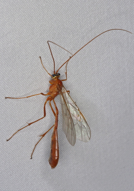 Enicospilus sp. Ichneumonidae